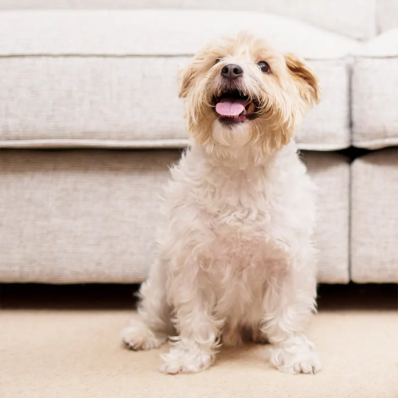 EVA Alto four Air purifier with dog