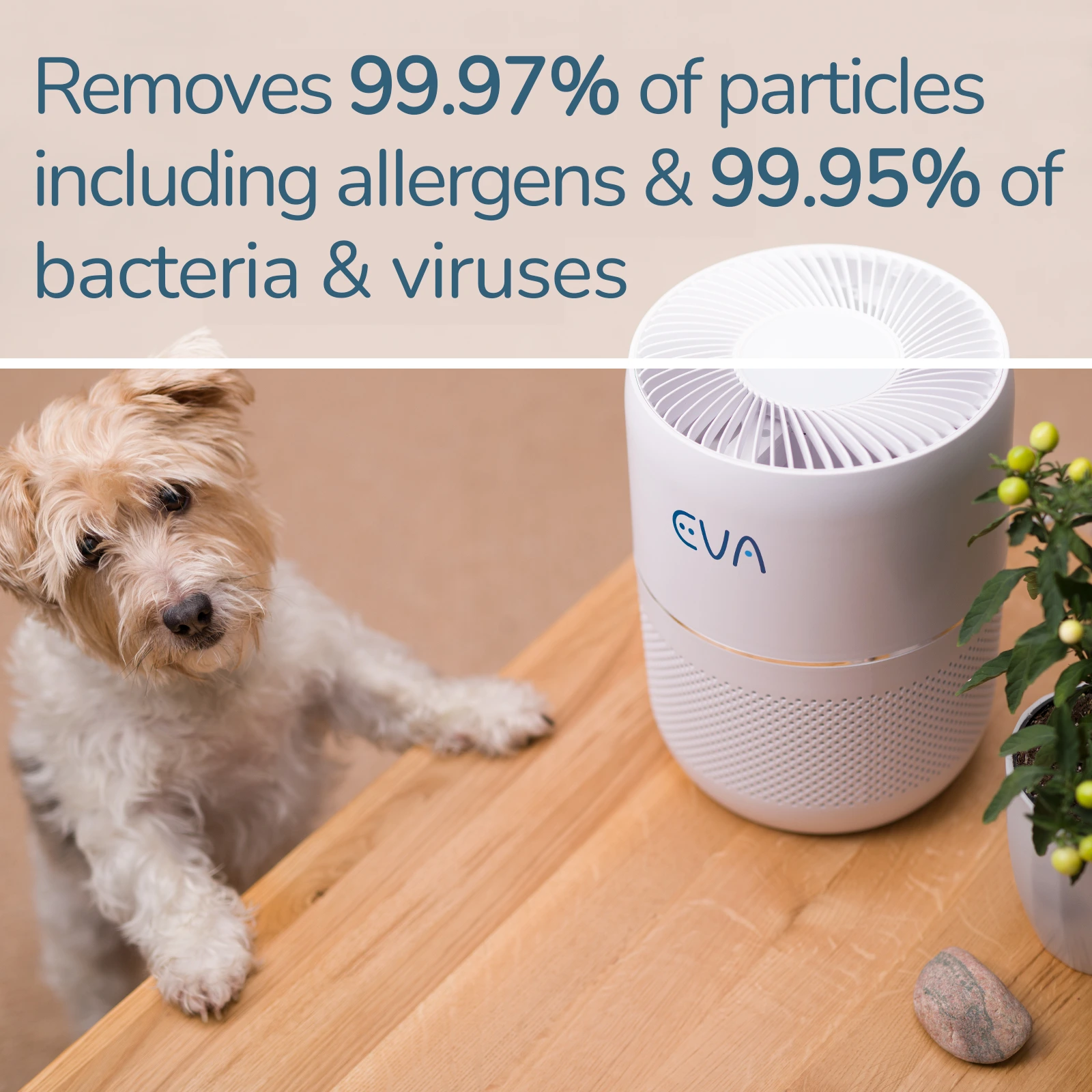 EVA Alto one Air purifier removes risk of allergies